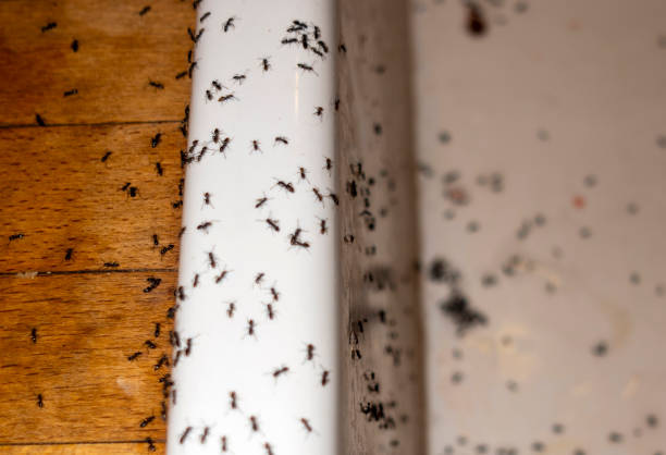 Best Pest Prevention Services  in Coldwater, OH